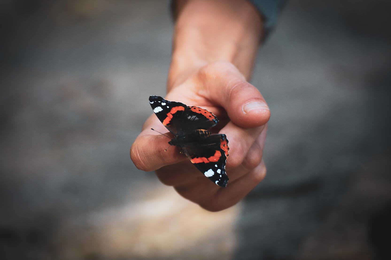 closeup of red admiral butterfly on a womans hand